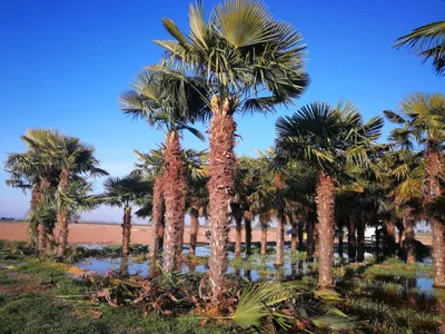 Produktbild von Palme Trachycarpus fortunei – Chinesische Hanfpalme, Höhe ca. 600 cm, Stamm ca. 400 cm, winterhart bis –19 °C, aus Spanien