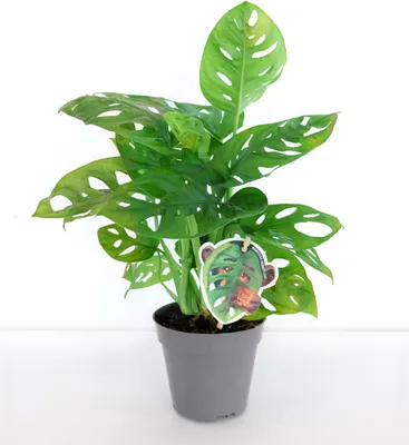 Produktbild von BALDUR Garten 1x Monstera Monkey Leaf, Pflanze im 12 cm-Topf, Zimmerpflanze, Fensterblatt, Grünpflanze, mehrjährig - frostfrei halten, Monstera adansonii, pflegeleicht, für Wohnung & Büro