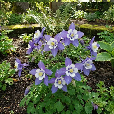 Zdjęcie produktu dla Bloomique - Zestaw 6 szt. - Aquilegia Caerulea ‘Spring Magic Blue & White’ - Orlik - Łatwy w pielęgnacji - Obficie kwitnący - Odporny na zimę - Bylina - Wysokość 10-20 cm - Doniczka 9 cm