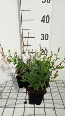 Immagine prodotto di 6 x Gaura lindh. 'White Dove' (oenothera lindh.) - Gaura - Vaso 9 x 9 cm