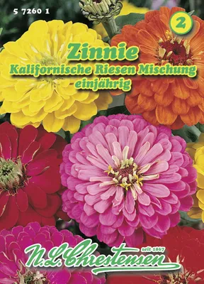 Produktbild von Zinnie Kalifornische Riesen Mischung  | Zinniensamen von N.L. Chrestensen