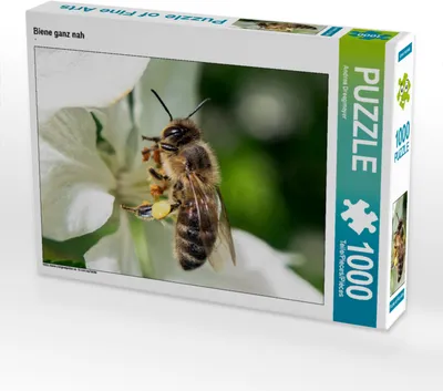 Produktbild von CALVENDO Puzzle Biene ganz nah | 1000 Teile Lege-Größe 64x48cm Foto-Puzzle für glückliche Stunden