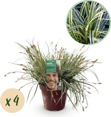 Obrázek produktu pro Ostatrice zeleno-bílá - Carex oshimensis 'Everest' - 4 rostliny - stálezelená
