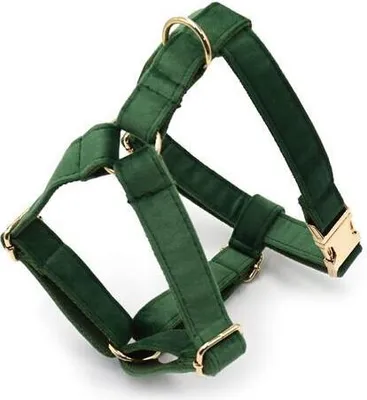 Image de Harnais pour chien Forest XS