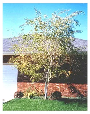 Produktbild von 50 Samen der Whitespire Birke, Betula Platyphylla, Japonica
