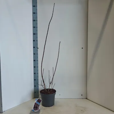 Image de Cotinus coggygria 'Royal Purple' - Cotinus 'Royal Purple' | 80-90 cm en pot