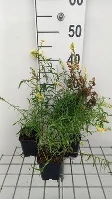 Image de 6 x Linaria vulgaris - Linaire - pot 9 x 9 cm