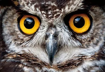 Produktbild von 3 D Ansichtskarte Eulenaugen, Postkarte Wackelkarte Hologrammkarte Tiere Tier Vogel Eule Uhu
