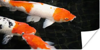 Produktbild von MuchoWow® Poster Koi-Karpfen in einem flachen schwarzen Teich 40x20 cm - Poster für die Wand - Poster Schlafzimmer