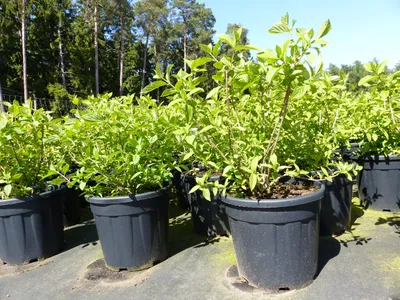 Produktbild von Horstensie Rispenhortensie 70 cm Limelight weiß Hydrangea Paniculata winterhart