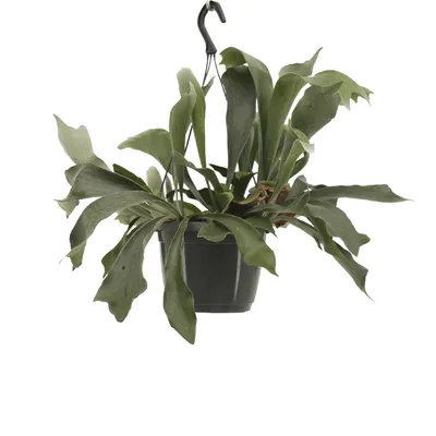 Produktbild von Meergroothandel Platycerium Netherlands (Hirschhornfarn) Hang - 30 cm, Ø17 cm