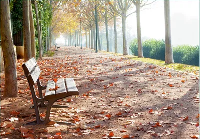 Produktbild von Wallario Fototapete Vliestapete, seidenmatte Oberfläche, einfache Verarbeitung, Größe 300 x 210 cm, Motiv Einsame Parkbank an einer Allee - Herbststimmung