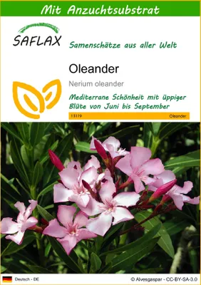Produktbild von SAFLAX - Oleander - 50 Samen - Mit keimfreiem Anzuchtsubstrat - Nerium oleander