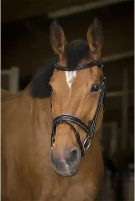 Immagine prodotto di Norton Equestrian Rock Halfter Braun Full Braun Full