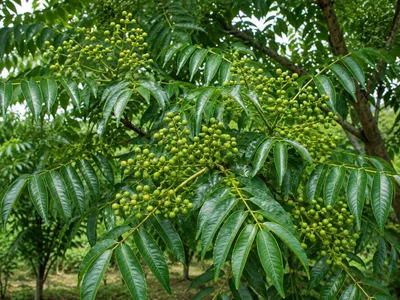 Produktbild von SaatPilot Phellodendron chinense 30 Samen Chinesischer Korkbaum