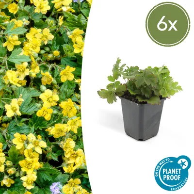 Image de Couvre-sol persistant - Fraise d'or - Waldsteinia ternata - Pot de 9cm - Set de 6 plantes
