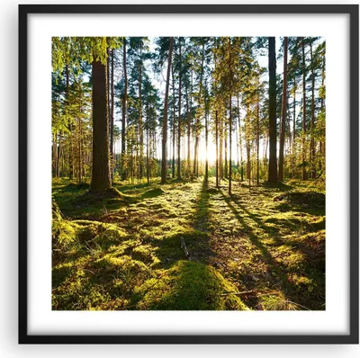 Produktbild von Gerahmtes Poster - Schwarzer Rahmen - Wald Baum Natur - 50x50 cm - Wand Bild - Wanddeko - Wandbilder - Kunstposter - Wandposter - Bilderrahmen - Bilder - Kunstdruck - Wandbild - P2BAC50x50-3724