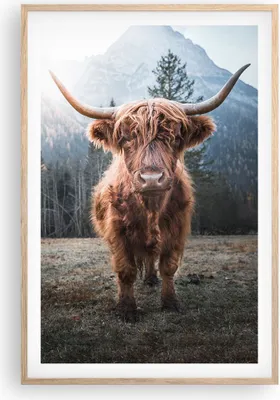 Produktbild von Gerahmtes Poster - Rahmen in heller Eiche - Scotch Kuh Weide - 61x91,5 cm - Wand Bild - Wanddeko - Wandbilder - Kunstposter - Wandposter - Bilderrahmen - Bilder - Kunstdruck - P2NPA61x91-5188