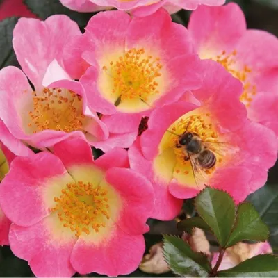 Produktbild von Rosa  - Kordes Nektar Rose - Rosa 'Topolina'
