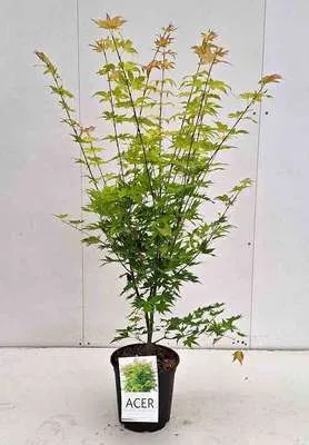 Immagine prodotto di Acer palm 'Orange Dream' - Acero a ventaglio Orange Dream 50- 60 cm contenitore