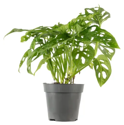 Image de Feuille de fenêtre facile d'entretien - Monstera grimpant 'Monkey' - pot-Ø 12 cm, env. 25 cm