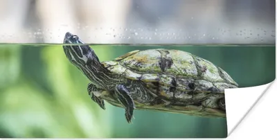 Produktbild von MuchoWow® Poster Nahaufnahme einer Schildkröte 40x20 cm - Poster für die Wand - Poster Schlafzimmer