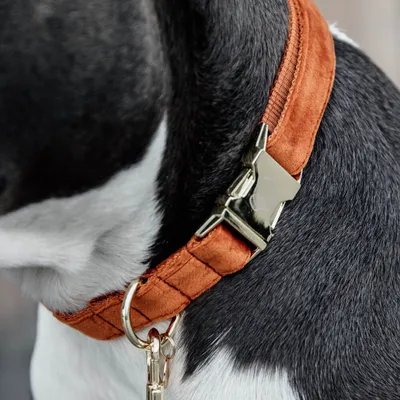 Obrázek produktu pro Kentucky Dogwear Sametový obojek pro psy Obojek pro psy