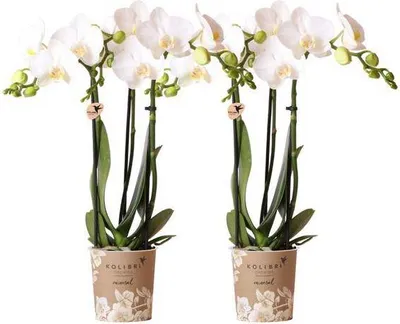 Obrázok produktu pre Biele orchidey Phalaenopsis – Amabilis – 2 rastliny – kvitnúca izbová rastlina Ø 9 cm – Multiflora – orchidea s 2–3 stonkami