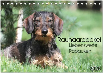 Produktbild von Liebenswerte Rabauken - Rauhaardackel (Tischkalender 2026 DIN A5 quer), CALVENDO Monatskalender