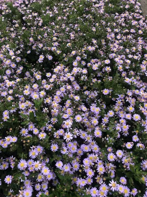 Image de 6 x Aster ageratoides 'Stardust' - Aster d'automne en pot de 9x9 cm