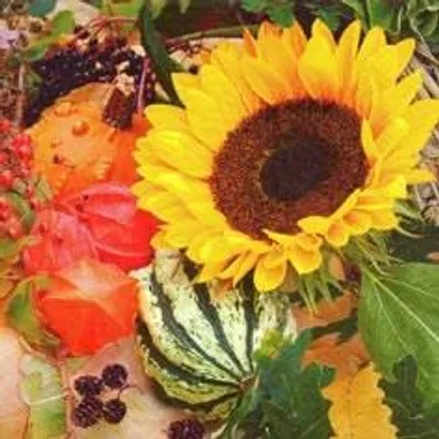 Obrázok produktu pre Uteráky 24 x 24 cm – Slnečnicový kvet