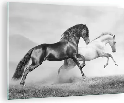 Produktbild von Bilder auf glas - Pferde Tiere Galopp Wiese - 70x50cm - Glasbilder - Wandbilder - Kunstdruck - zum Aufhängen bereit - Wanddekoration aus Glas - Glas Bilder - Wandbild auf Glas - GAA70x50-2683