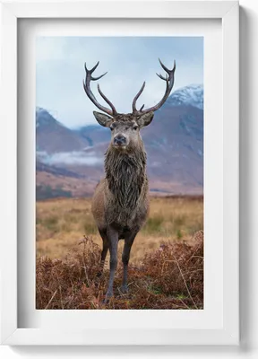 Produktbild von Ein stattlicher Hirsch auf einer Berglichtung– Wandbild mit Rahmen – Gerahmtes Bild  – Wanddekoration – 20x30 cm – Weiß