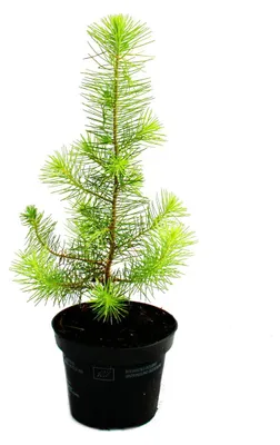 Imagen del producto de Exotenherz - Pino mediterráneo - Pinus pinea - Pino de interior - Maceta de 12 cm