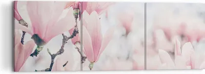 Produktbild von Bild auf Leinwand - Leinwandbild - 3 Teile - Magnolie Blumen Rosa - 120x40cm - Wand Bild - Wanddeko - Wandbilder - Leinwanddruck - Bilder - Wanddekoration - Leinwand bilder - Wandbild - CA120x40-4396