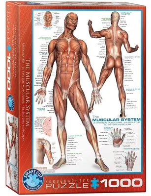 Obrázok produktu pre Puzzle 1000 The Muscular System 6000-2015