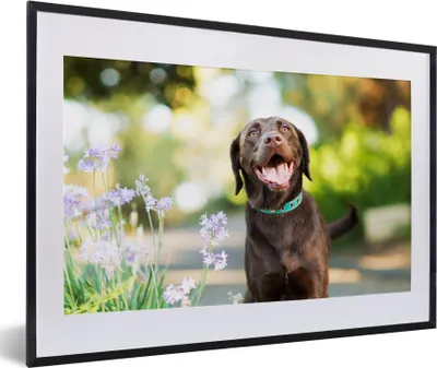 Produktbild von MuchoWow® MuchoWow® Gerahmtes Poster Ein Labrador Retriever mit schönen Blumen 60x40 cm - Poster mit zchwarzem Bilderrahmen - Schlafzimmer - Plakat in Rahmen - Drucken