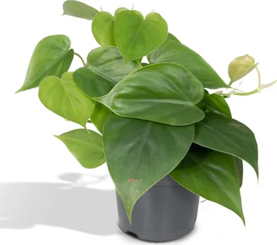 Immagine prodotto di Meergroothandel Philodendron Scandens - 15 cm, Ø 12 cm