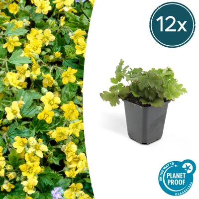 Produktbild von Immergrüner Bodendecker - Golderdbeere - Waldsteinia ternata - 9cm Topf - Set mit 12 Pflanzen