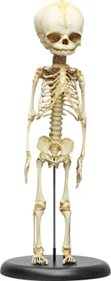 Produktbild von Erler-Zimmer Fetus Skelett Modell 30. Woche