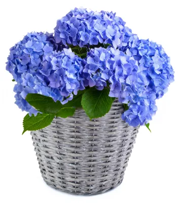 Produktbild von Weidekorb Pflanzgefäß rund foliert grau gewaschen 1 Stk Ø 17 cm