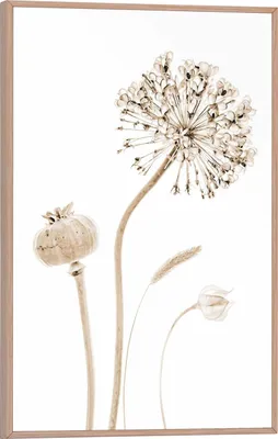 Produktbild von Wandbild - Braun - Weiß - 20 x 30 cm - mit Klatschmohn Motiv