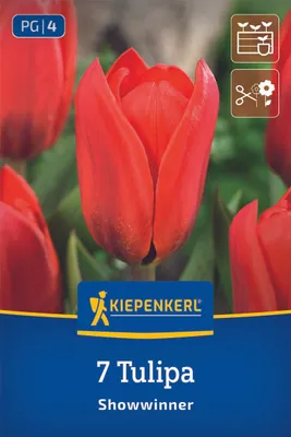 Produktbild von Kiepenkerl Kaufmanniana-Tulpe Showwinner 7 Zwiebeln