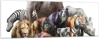 Produktbild von Bilder auf glas - Tiere Koala Löwe Affe - 90x30cm - Glasbilder - Wandbilder - Kunstdruck - zum Aufhängen bereit - Wanddekoration aus Glas - Glas Bilder - Wandbild auf Glas - Einteilig - GAB90x30-3166