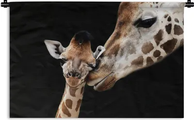 Produktbild von MuchoWow® Wandteppich Wandbehang Giraffe - Tiere - Schwarz - Porträt - Tiere 150x100 cm Tapisserie Dekoration Wandtuch - Waschbar - Tapisserien - Wand-Decke