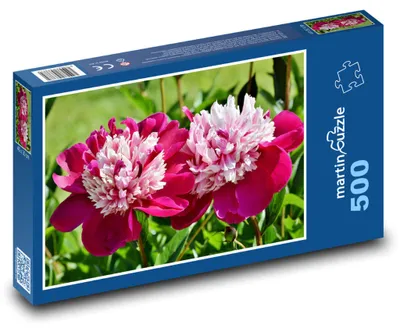 Obrázek produktu pro Puzzle 500 Pivoňky v jarní zahradě - martinpuzzle