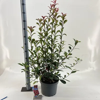 Zdjęcie produktu dla Photinia fraseri ‘Carré Rouge’ – fotinia | 40–60 cm w doniczce