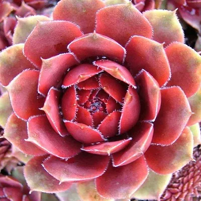 Image de 6 x Rose rubis - Sempervivum 'Rubin' - pot 9cm x 9cm