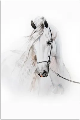 Produktbild von MuchoWow® Poster Pferd - Aquarell - Tiere - Weiß 80x120 cm - Papierdruck