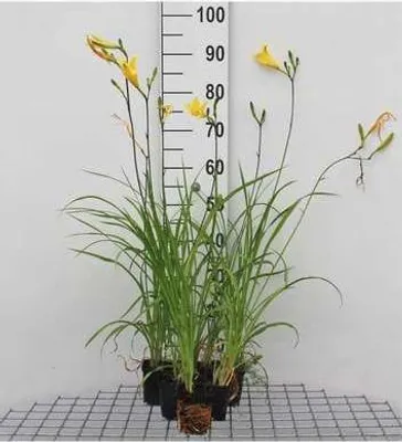 Produktbild von 6 x  Hemerocallis citrina - taglilie - Topf 9 x 9 cm